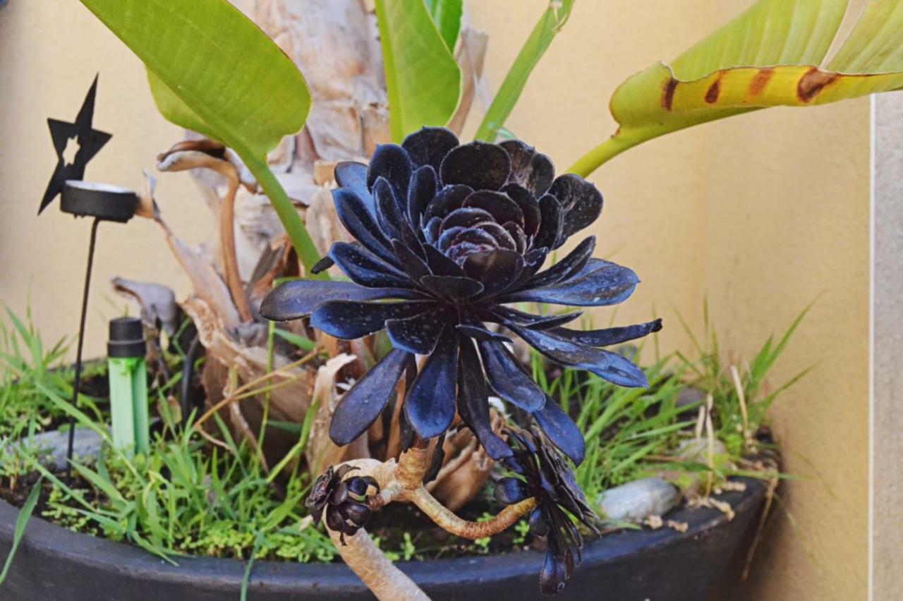 Banyan Cotobro Βίλα Almuñécar Εξωτερικό φωτογραφία